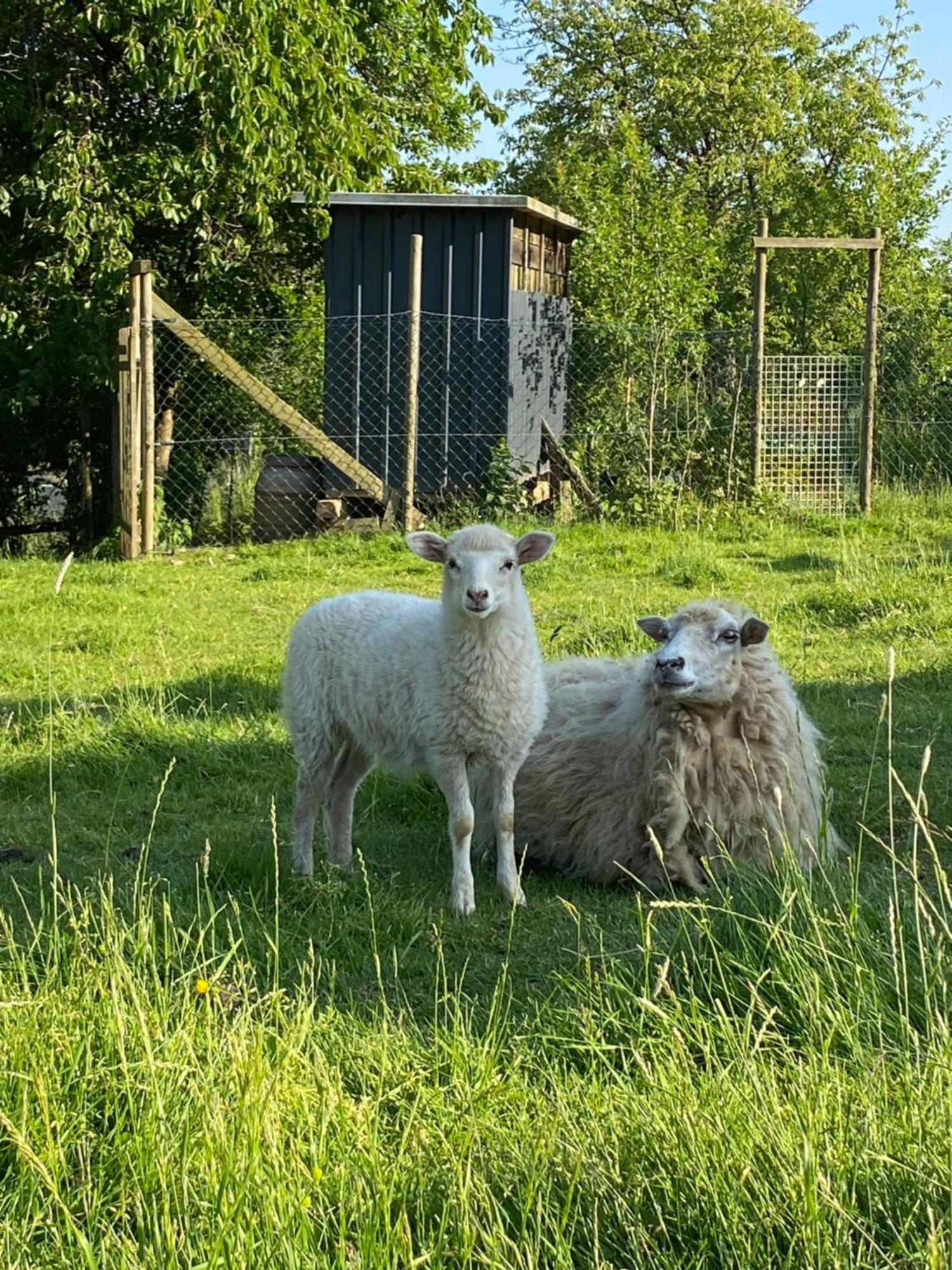 Landhof - Tierische Auszeit In Unseren Gemuetlichen