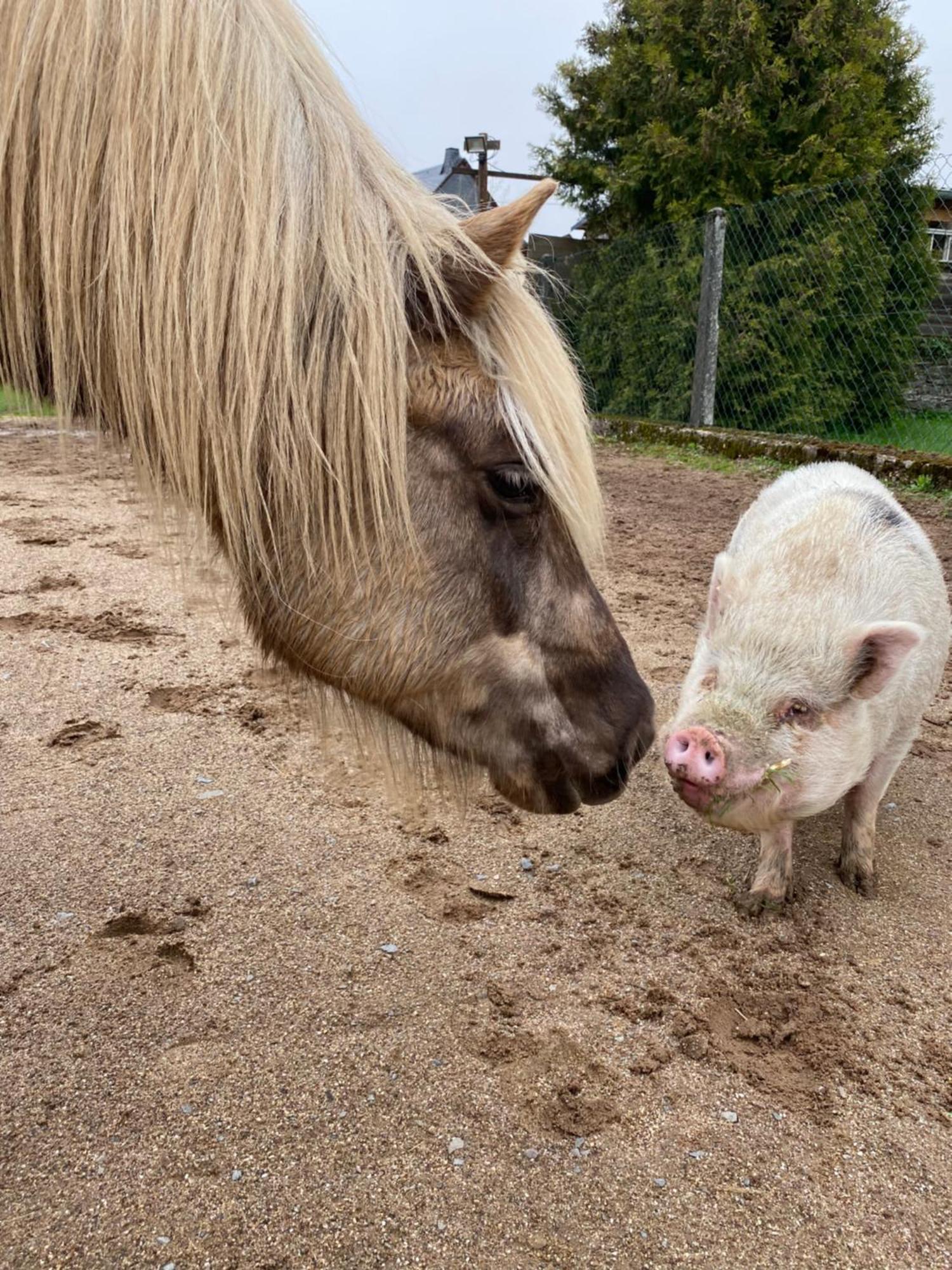 Landhof - Tierische Auszeit In Unseren Gemuetlichen Lieg