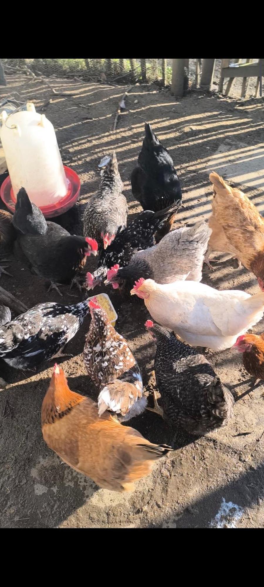 Appartement Landhof - Tierische Auszeit In Unseren Gemuetlichen Lieg